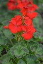 Red Geranium Flowers Blooming in Garden Royalty Free Stock Photo