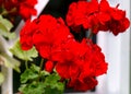 Red geranium flowers blooming in a flower pot in the garden Royalty Free Stock Photo