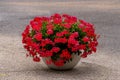 Red geranium flowers blooming in a flower pot in summer. Royalty Free Stock Photo