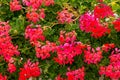 Red geranium flowers blooming in a flower pot in summer. Royalty Free Stock Photo