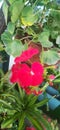 Red Geranium Flowers Blooming on Green Leaves Background Royalty Free Stock Photo