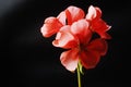 Red geranium flowers on a dark Royalty Free Stock Photo
