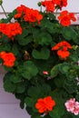 Red geranium flowers in the garden in a flower pot Royalty Free Stock Photo