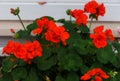 Red geranium flowers in the garden in a flower pot Royalty Free Stock Photo