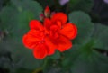 Red geranium flowers in the garden in a flower pot Royalty Free Stock Photo