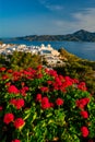 Red geranium flowers with Greek village Plaka on Milos island in Greece Royalty Free Stock Photo