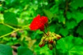 Red geranium flowers on green blurred background Royalty Free Stock Photo