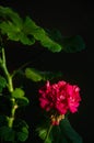 Red geranium flowers and green leaf on black background Royalty Free Stock Photo