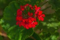 Red geranium flowers with green recognizable leaves. Contrast of red and green