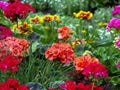 Red geranium flowers grow in a flower bed. Gaillardia and grass are visible in the background. Bright floral background Royalty Free Stock Photo