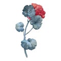 Red geranium flowers isolated on white background. Hand painted in watercolors. For cards, stationery, packaging Royalty Free Stock Photo