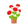 Red geranium flowers in a pot isolated on white background. Flowering house plant. Royalty Free Stock Photo