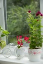 Red geranium flowers in pots on the windowsill. Beautiful little geranium pelargonium flower. The concept of comfort and home