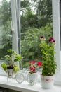 Red geranium flowers in pots on the windowsill. Beautiful little geranium pelargonium flower. The concept of comfort and home