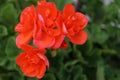 Red geranium flowers in summer garden. Close up