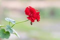 Red geranium flowers in summer garden. Red Pelargonium close-up. Blooming indoor plants Royalty Free Stock Photo