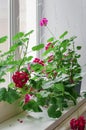 Red geranium flowers on windowsill at home balcony window. Vertical photography Royalty Free Stock Photo