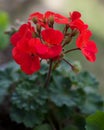 Red geranium in the garden Royalty Free Stock Photo