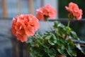 Red geranium growing in tbe pot Royalty Free Stock Photo