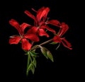 Red geranium pelargonium flower Royalty Free Stock Photo
