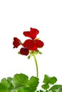 Red Geranium Pelargonium Flowers isolated on white. Royalty Free Stock Photo