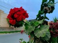 Red geranium photographed in a park during the afternoon