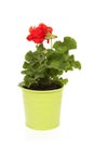 Red Geranium plant in green pot
