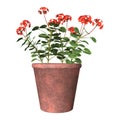 Red Geranium Pot on White Royalty Free Stock Photo