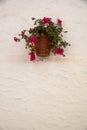 Red geranium on pot and white wall Royalty Free Stock Photo