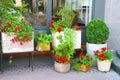 Red geranium in the pots near restaurant in Kyiv, Ukraine Royalty Free Stock Photo