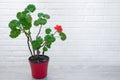 Red geranium in a red pot on a wooden table on a white background. Royalty Free Stock Photo