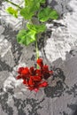 Red geranium on textured concrete background