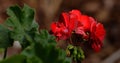 Red geranium