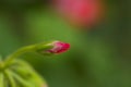 Red geranium with unopened bud.