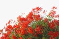 Red geranium on white background Royalty Free Stock Photo