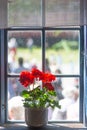 Red geranium in white pot on window ledge