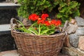 red geranium in a wicker wooden basket near the street steps Royalty Free Stock Photo