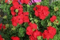 red geraniums in a balcony