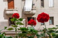 Red geraniums in a balcony, San Sebastian, Spain