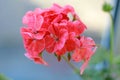 Red geraniums bloom beautifully