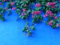 Red geraniums on blue wall