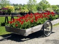Red geraniums in a cart