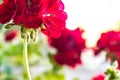 Red geraniums with clusters of unopened flowers Royalty Free Stock Photo