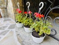 Red geraniums flowers in hanging pot. Beautiful flowers. Selective focus Royalty Free Stock Photo