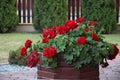 Red geraniums in a garden pot