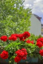 Red geraniums growing in a pot on the balcony