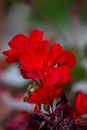 Red geranium macro photography in summer day. Royalty Free Stock Photo