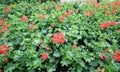 Red geraniums for sale in greenhouse in spring