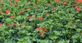 Red geraniums on sale in the greenhouse in spring