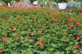 Red geraniums on sale in the greenhouse in spring